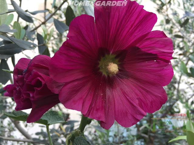 The flowers of hollyhocks attracts attention with their huge blossoms which shine in several bright colors.