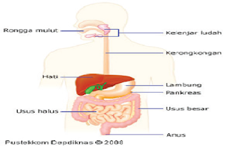 Makanan diproses dalam tubuh melalui empat Kumpulan Organ Pencernaan Manusia Lengkap