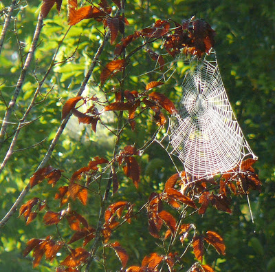 spider web