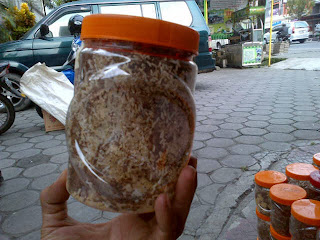 bibit kroto, ternak kroto