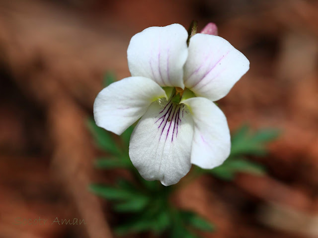 Viola chaerophylloides*eizanensis