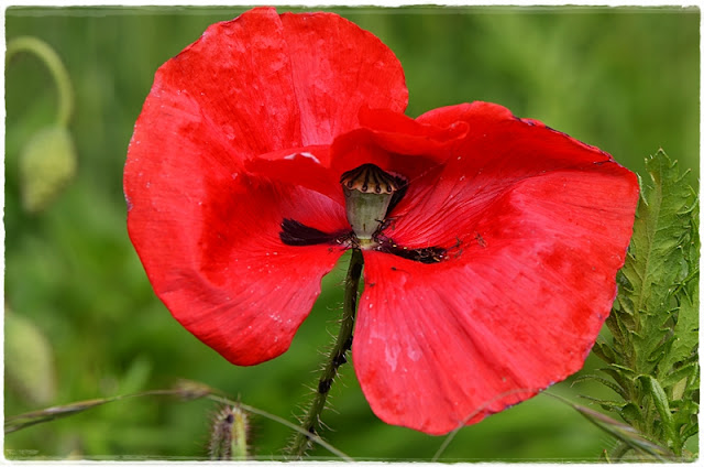 Coquelicot fleur sauvage