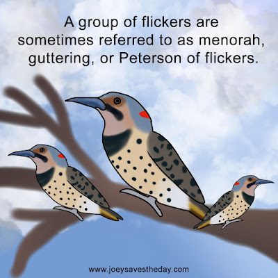 Northern flicker