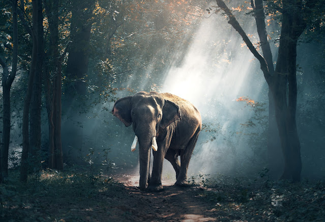Top 10 Unknown Facts About Elephant | हाथी के बारे में रोचक तथ्य.