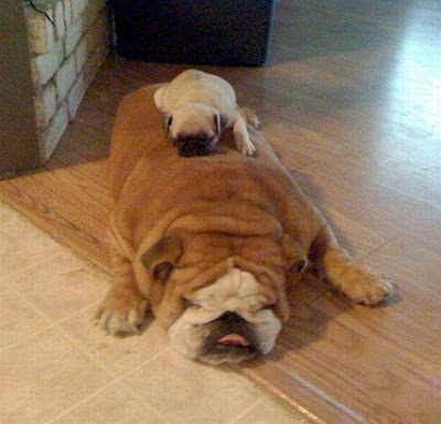 Friday Funnies pictures