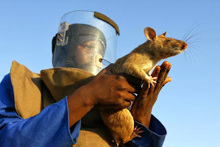 Gambian giant rat plague America Back Attack