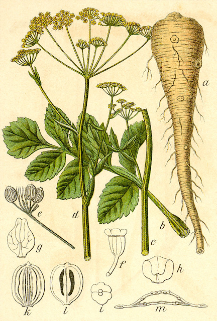 Ботаническая иллюстрация Якоба Штурма Pastinaca sativa