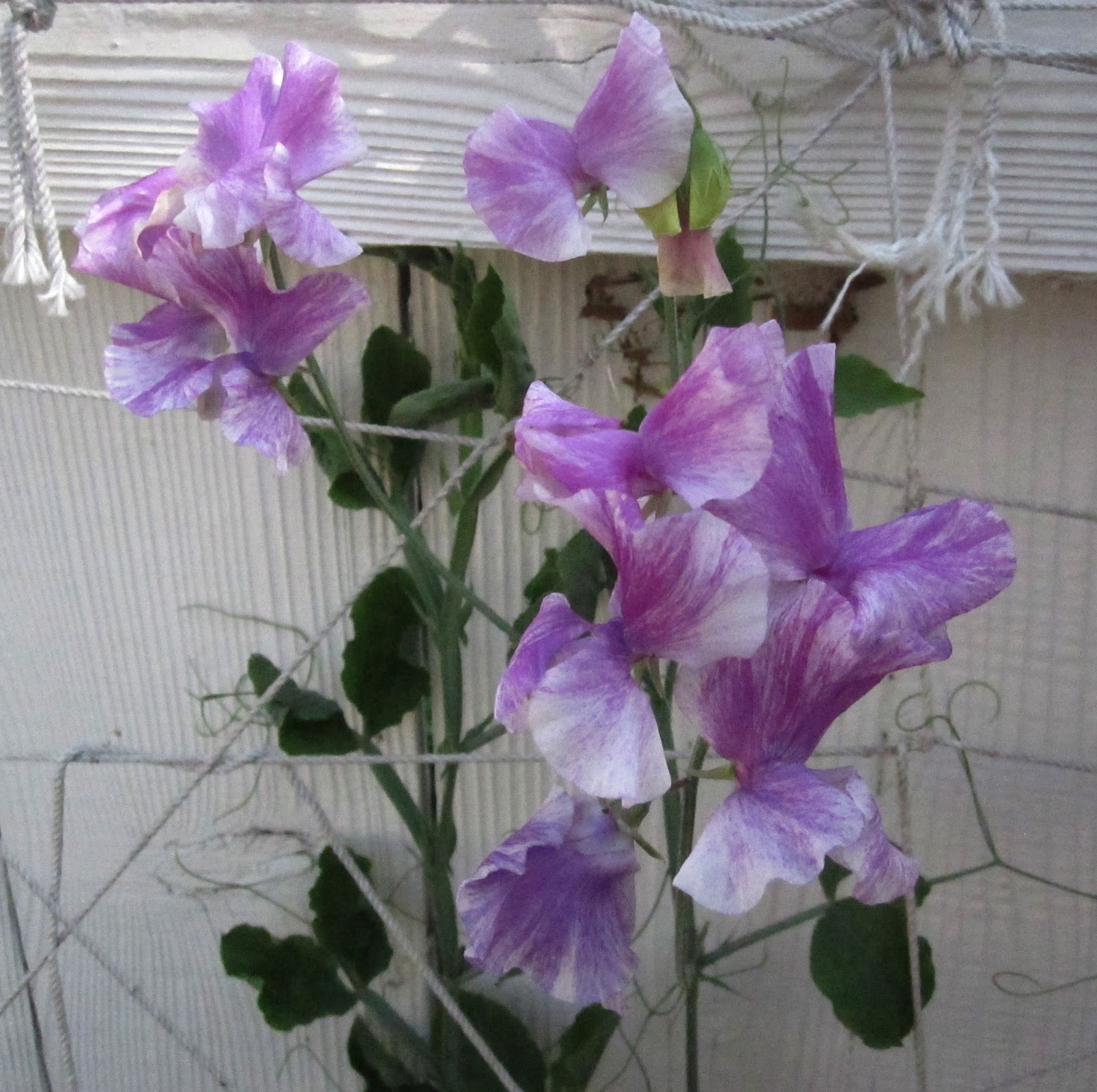 Sweet Peas