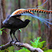 Nature's Virtuoso: The Lyrebird's Astonishing Mastery of Mimicry