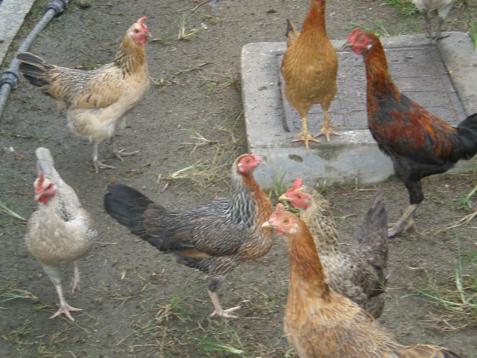 CITYPULL BACKYARD CHICKEN FARM Ayam  kampung asli