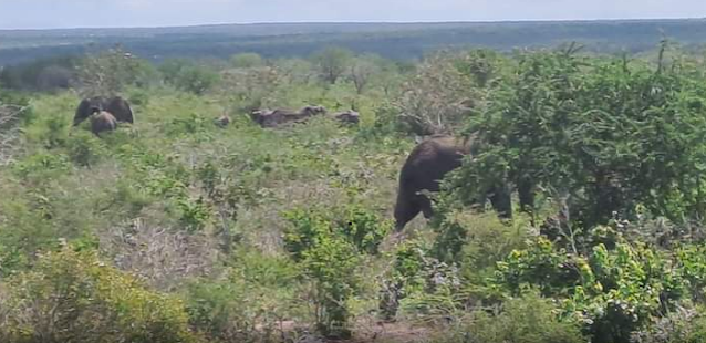 Migujini primary school, the Munago wa Dola primary school, Midoina, and Rimarapera in the Bamba area infested with Elephants