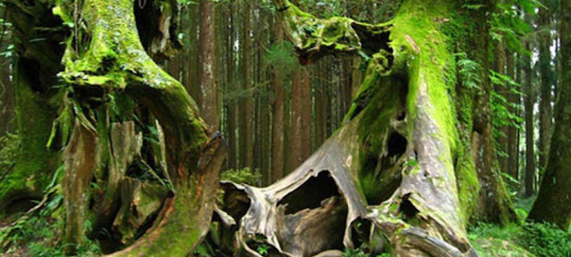 5 قصص مرعبة عن غابة هويا باكيو أشهر مكان مسكون في رومانيا