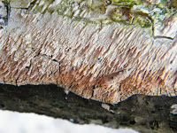 Radulomyces molaris