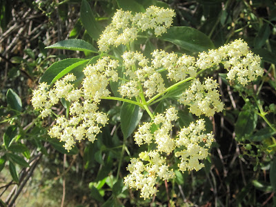 Blue elderberry, Sambucus Mexicana, San Gabriel Canyon