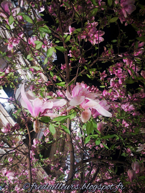 Lyon, weigelias en fleurs