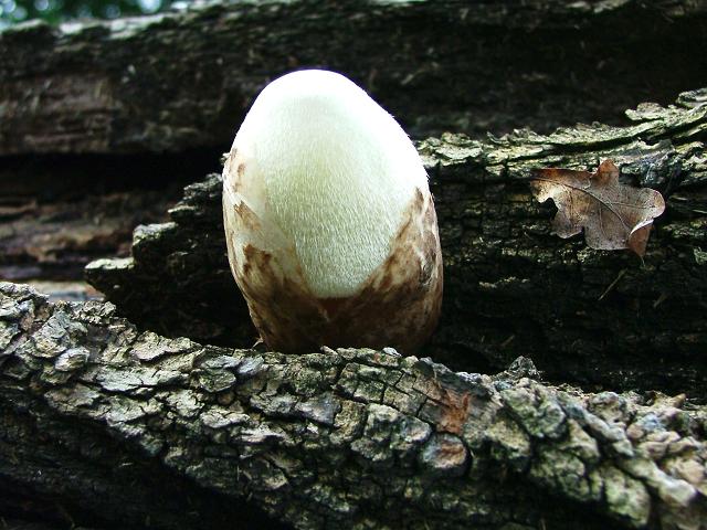 Volvariella bombycina