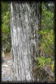 Austrocedrus chilensis tronco