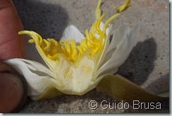 nymphaea alba minoriflora