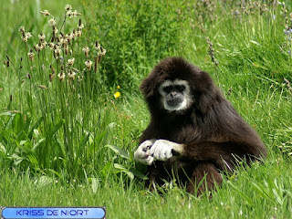 Gibbon à mains blanches - Lar - Hylobates lar