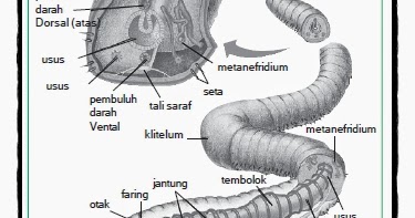 Filum Annelida: Struktur Tubuh, Sistem Reproduksi 