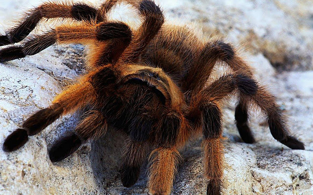 Best top desktop spider wallpapers hd spider pictures images photos 1.jpg