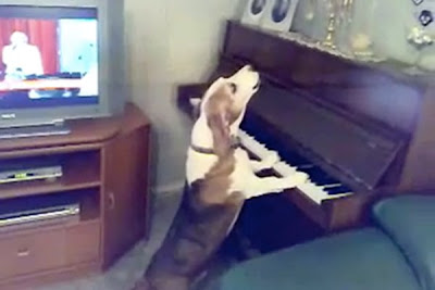 Dog Playing Piano