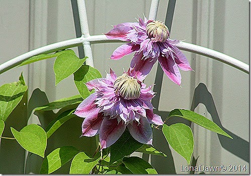Clematis Josephine