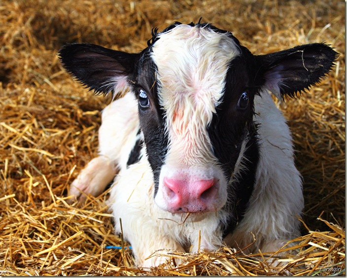 Baby calf