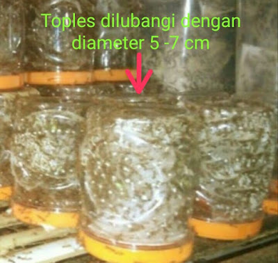 Kandang semut dari toples