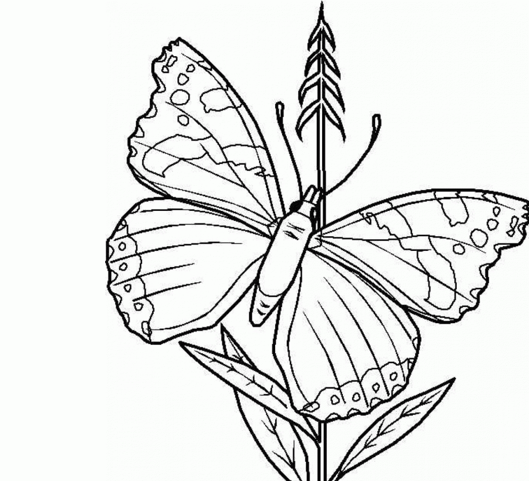 The Simple Butterfly Coloring Drawing Free wallpaper