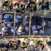 Mandi Balimau dan jeruk limau melawan dosa warisan