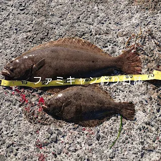 泳がせ釣りで釣ったヒラメ