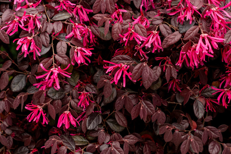 10 Shrubs to Plant for Seasonal Color in Your Garden