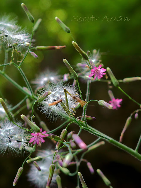 Lactuca sororia