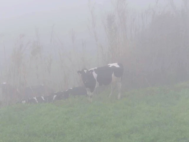 Cow in the fog on São Miguel in the Azores