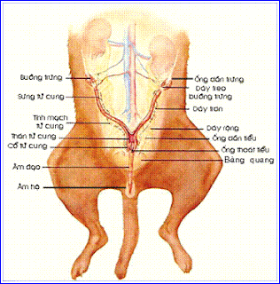 Cấu trúc hệ sinh sản trên chó cái.
