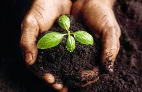 How to Grow Your Food: Container Gardening