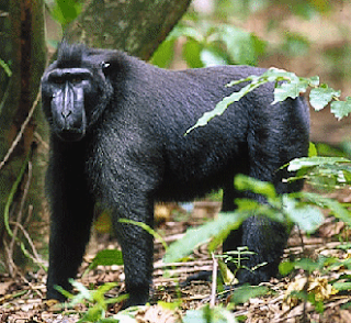 Celebes crested macaque