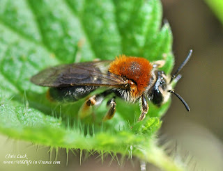 Female red tailed mining bee France solitary species.  