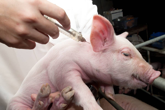 ¡Tan bueno que es un cerdo asado! : Departamento de EE.UU. confirma fiebre porcina está en RD