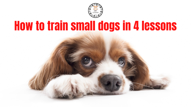 How to train small dogs