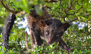 Mencegah Musang Sakit Saat Musim Hujan