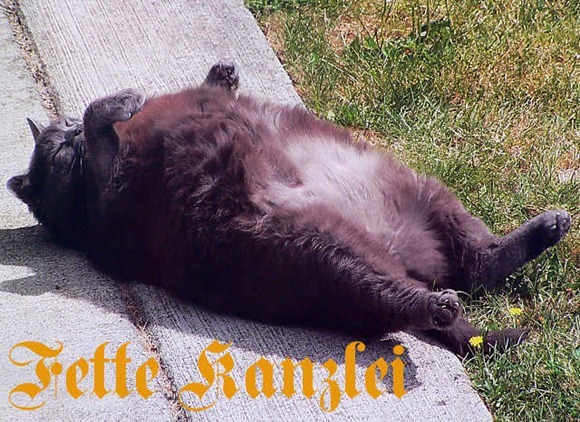 cats-as-fonts-25