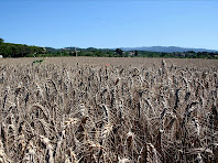 Camps a prop del Camí de la Bogadella. Autor: Carlos Albacete