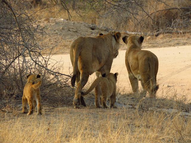 Kruger lions