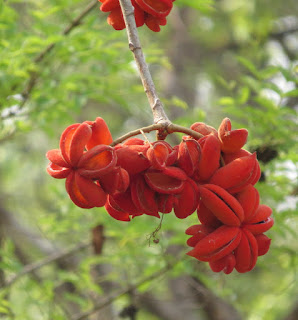 Sterculia sp.