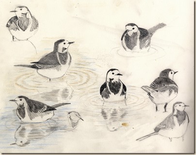 pied wagtail087-001 (2)