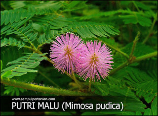 Pestisida Nabati Dari Materi Rumput Putri Aib (Mimosa Pudica)