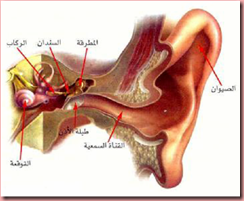 تركيب الأذن البشرية 