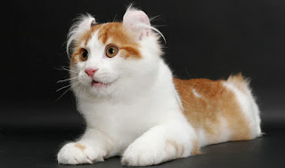 gambar kucing America curl